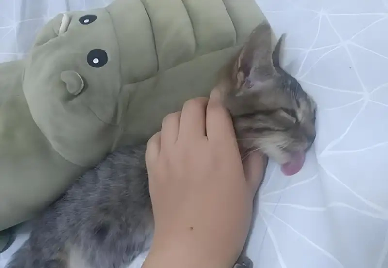 Khám phá meme bóp cổ mèo khiến bạn cười không ngớt