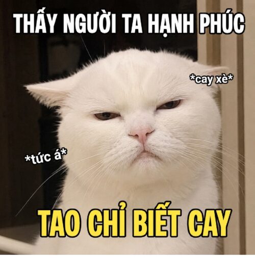 Meme cay – Ảnh chế cay cú siêu hài hước bựa nhất