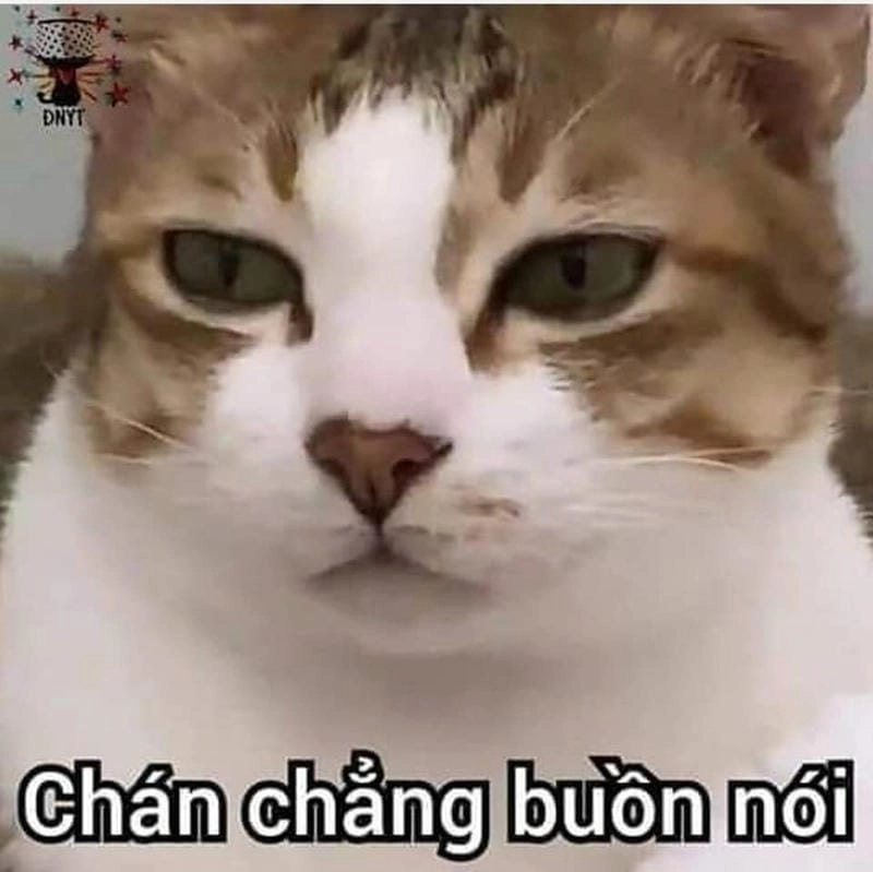 Tổng hợp meme chán siêu hài giúp bạn bật cười mỗi ngày