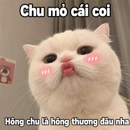 Meme chu mỏ – Bộ ảnh chế hôn thả tim siêu cute hài