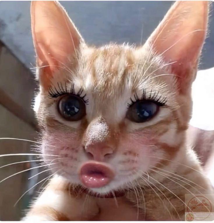 180+ meme chu mỏ, dỗi, bựa bá đạo thả tim biểu cảm đáng yêu