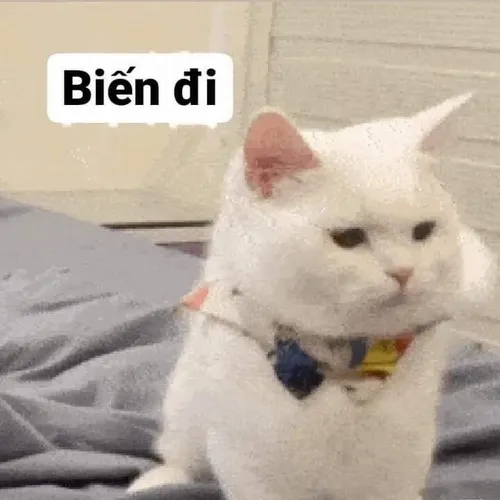 Meme cút là biểu tượng của sự phũ