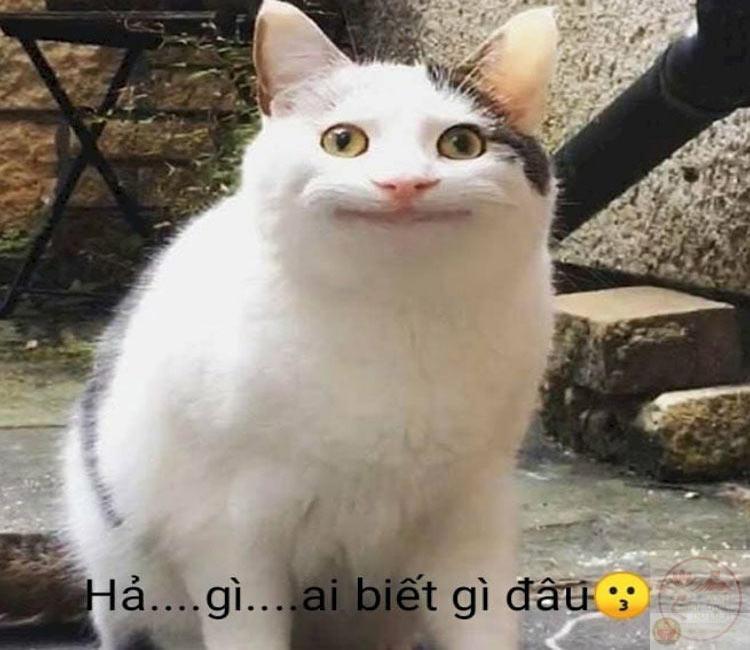160+ meme đã làm gì đâu, đã chạm vào đâu, hải cẩu hài