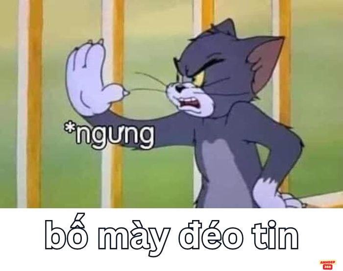 meme đéo tin mèo tôm