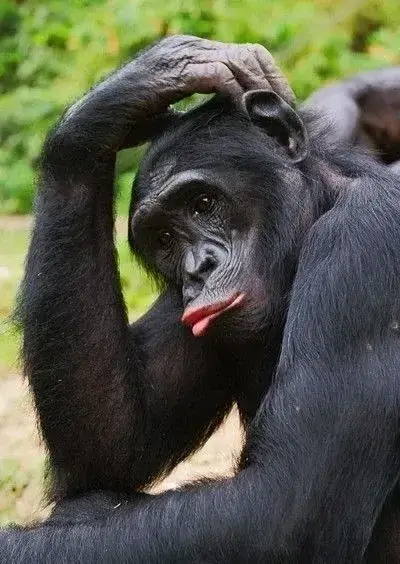 Hình troll khỉ đột gãi đầu nhìn ngáo