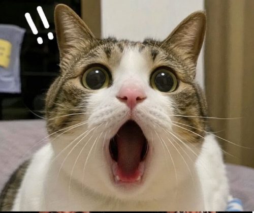 Meme há mồm – Ảnh chế há miệng ngơ ngác siêu hài