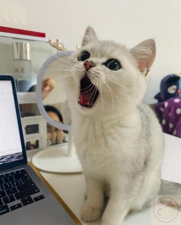 Meme Há Mồm 😮 Ảnh Chế Há Miệng Sốc Hài Viral