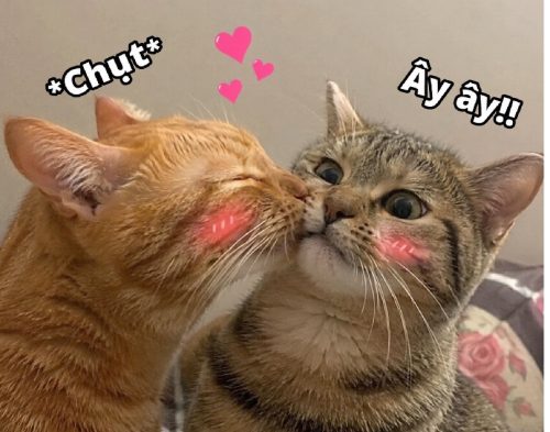 Meme hôn – Bộ ảnh chế hôn môi má cute siêu hài lãng mạn