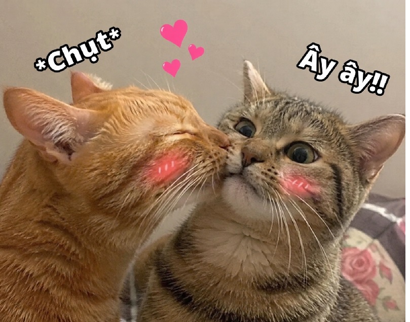 Meme hôn – Bộ ảnh chế hôn môi má cute siêu hài lãng mạn