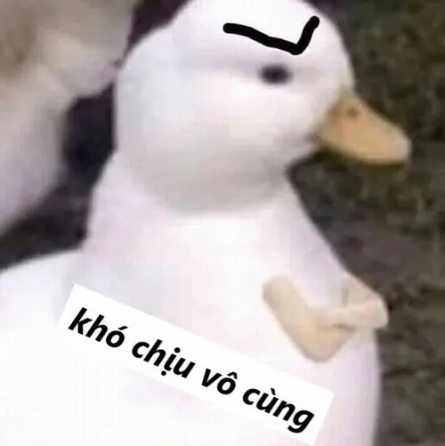 Top 75 Meme Khó Chịu Vô Cùng ai cũng đồng cảm vì quá thật quá buồn cười