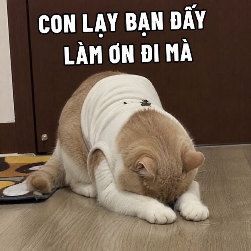 Meme lạy – Bộ ảnh chế quỳ lạy siêu hài hước cực thấm