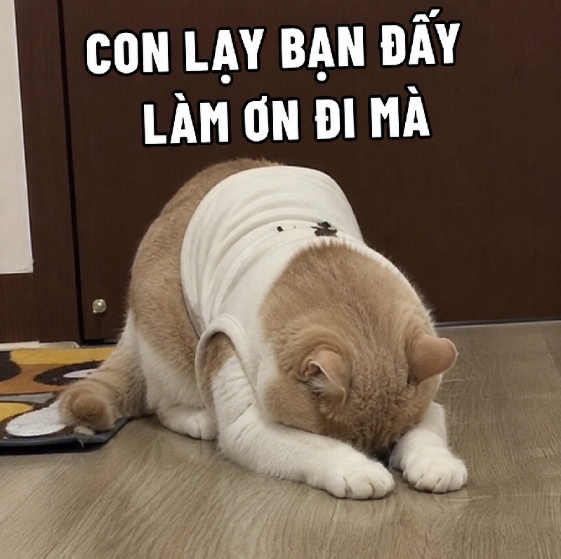 Meme lạy - Bộ ảnh chế quỳ lạy siêu hài hước cực thấm 2 Meme lạy chuẩn phản ứng khi gặp người quá cứng đầu.