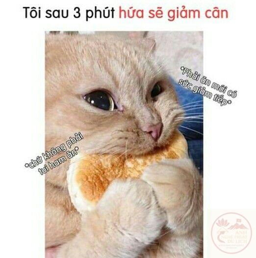 Meme mèo ăn để lấy sức giảm cân "hứa từ mai giảm cân" – TVMeme