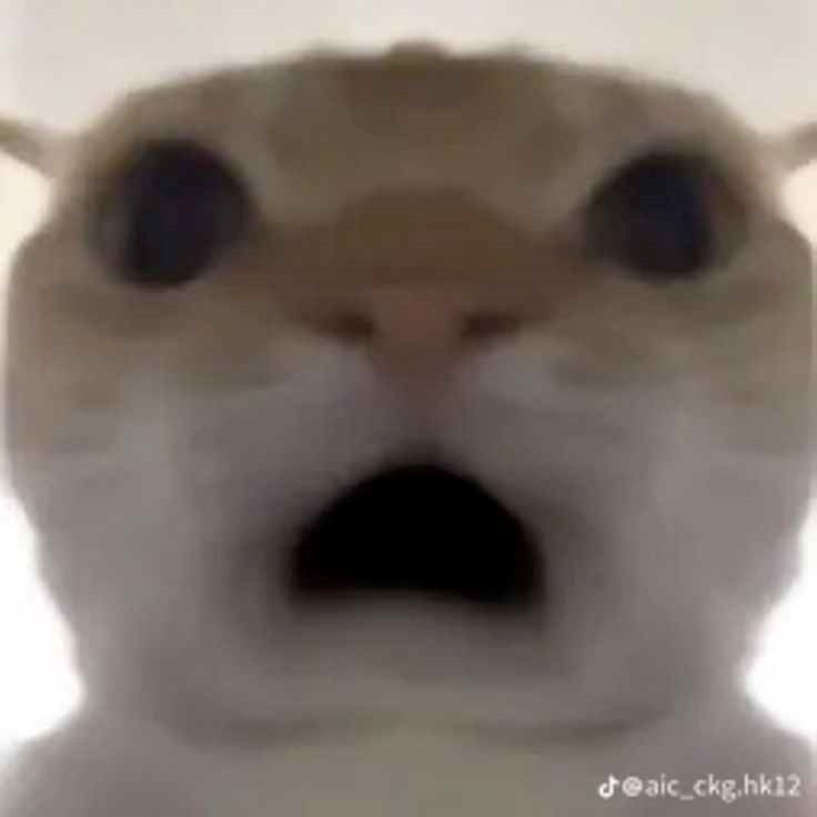 meme ngạc nhiên