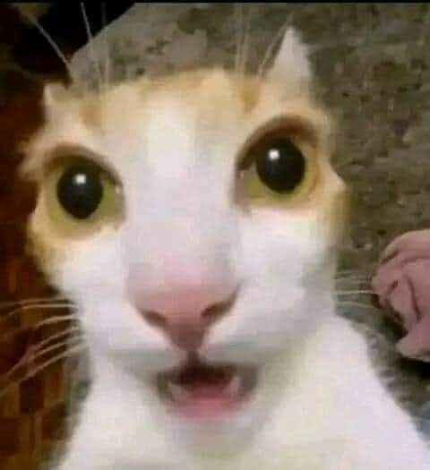 meme ngạc nhiên