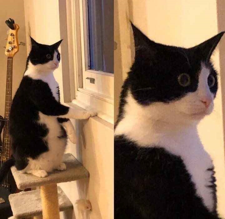 meme ngạc nhiên