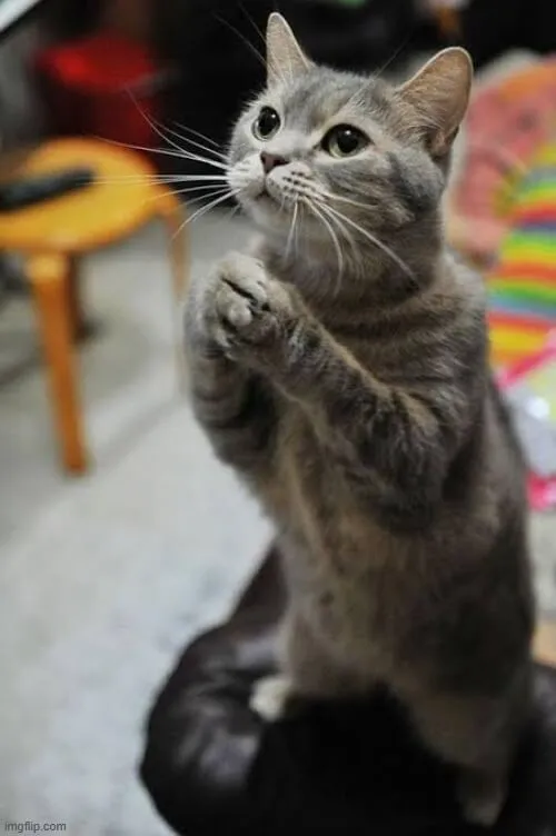 41 41