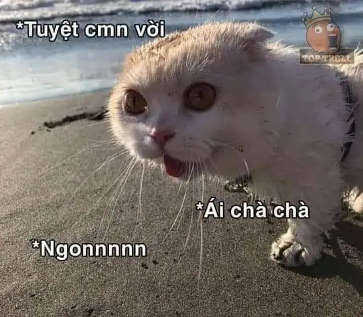 Ảnh troll mèo và ánh nhìn rạo rực dễ thương