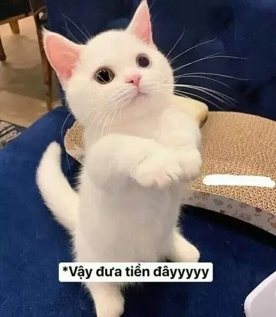 Meme lì xì khiến mùa xuân thêm nhiều tiếng cười.