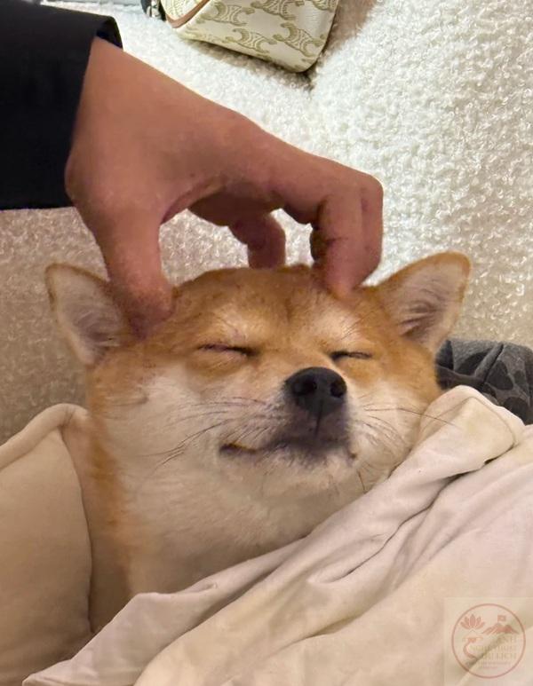 meme xoa đầu 19