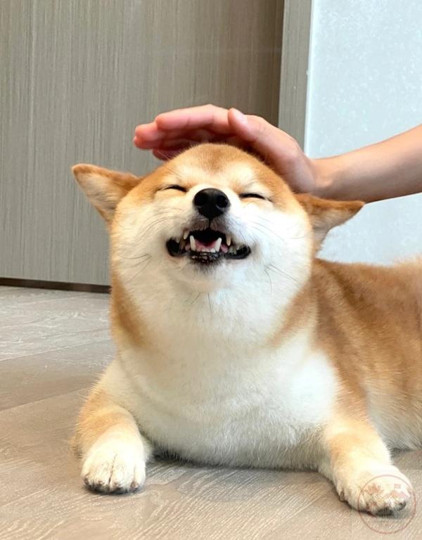 meme xoa đầu 32