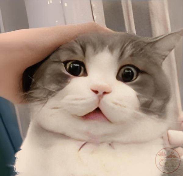 meme xoa đầu 4