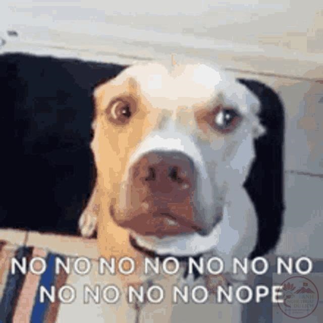 Meme no - Ảnh chế no no no phản ứng siêu hài hước 11 No Meme