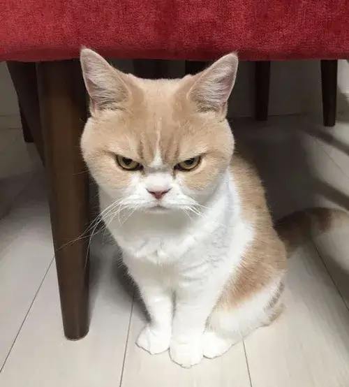 Khi meme mèo khó chịu viral nhờ biểu cảm gắt gỏng mà đáng yêu không tưởng