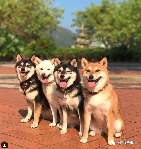 Anh avatar nhom 4 nu cute va de thuong 9