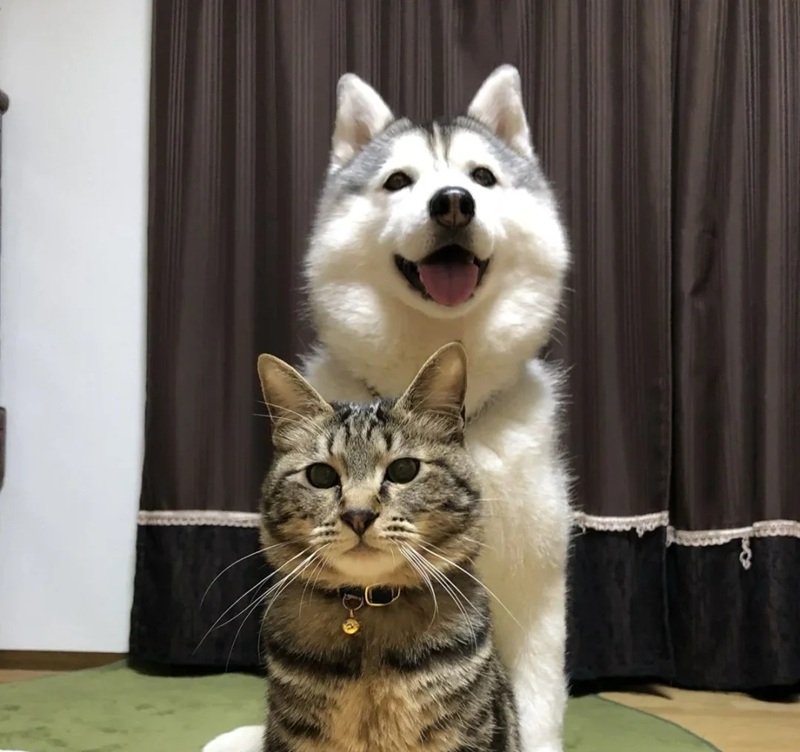 avatar đôi chó mèo 11