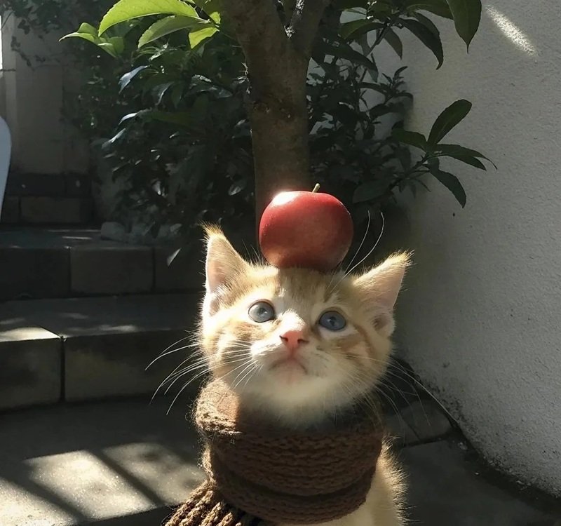 avatar đôi chó mèo 26