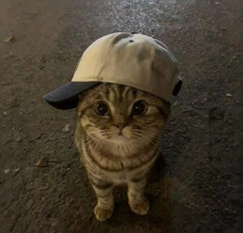 avatar đôi chó mèo 5