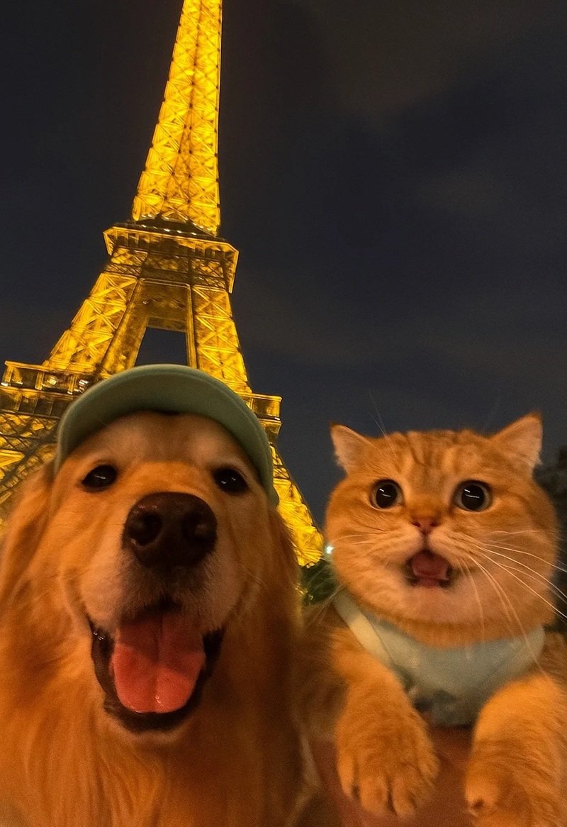 avatar đôi chó mèo 8