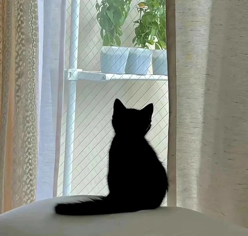 avatar đôi cute mèo 1
