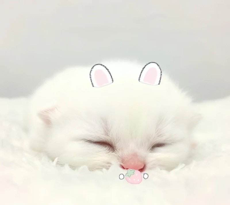 avatar đôi cute mèo 11