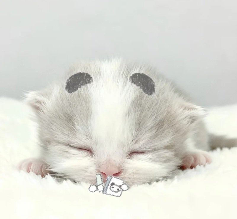avatar đôi cute mèo 12