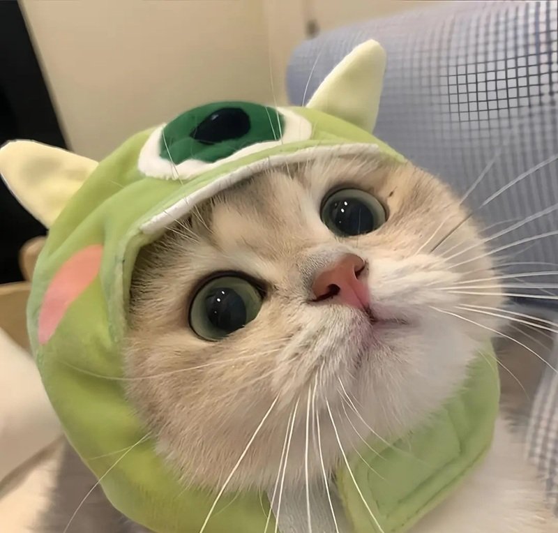 avatar đôi cute mèo 14