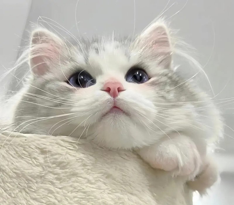 avatar đôi cute mèo 17