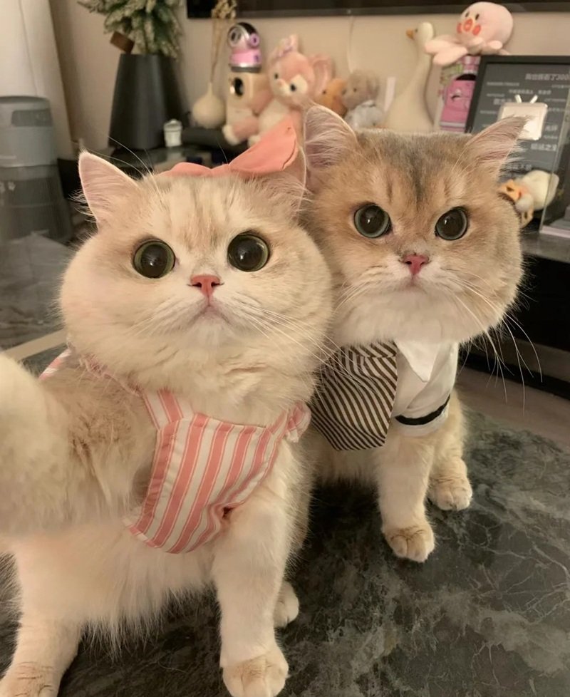 avatar đôi cute mèo 18