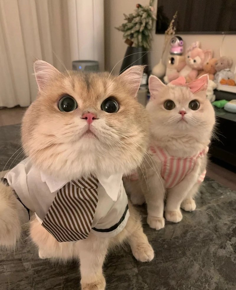 avatar đôi cute mèo 19