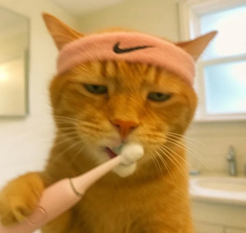 avatar đôi cute mèo 21