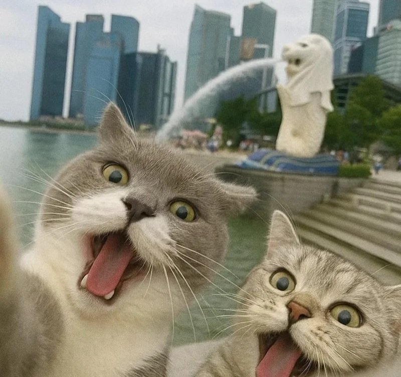 avatar đôi cute mèo 22
