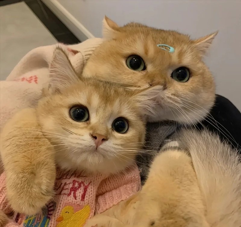 avatar đôi cute mèo 25