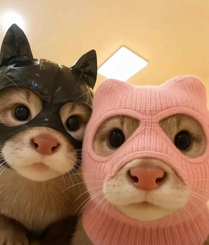 avatar đôi cute mèo 26