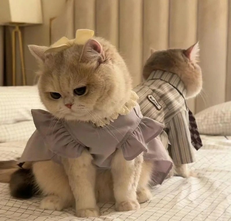 avatar đôi cute mèo 31