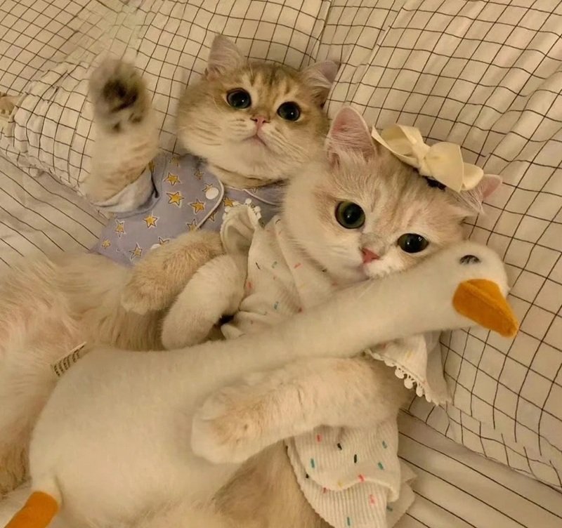 avatar đôi cute mèo 32