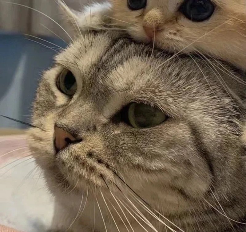 avatar đôi cute mèo 33