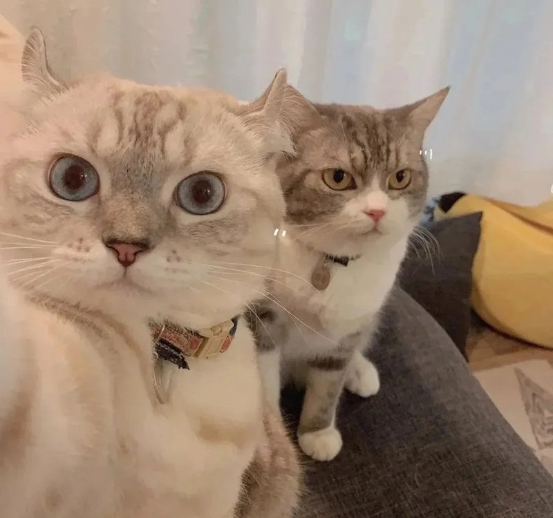 avatar đôi cute mèo 39