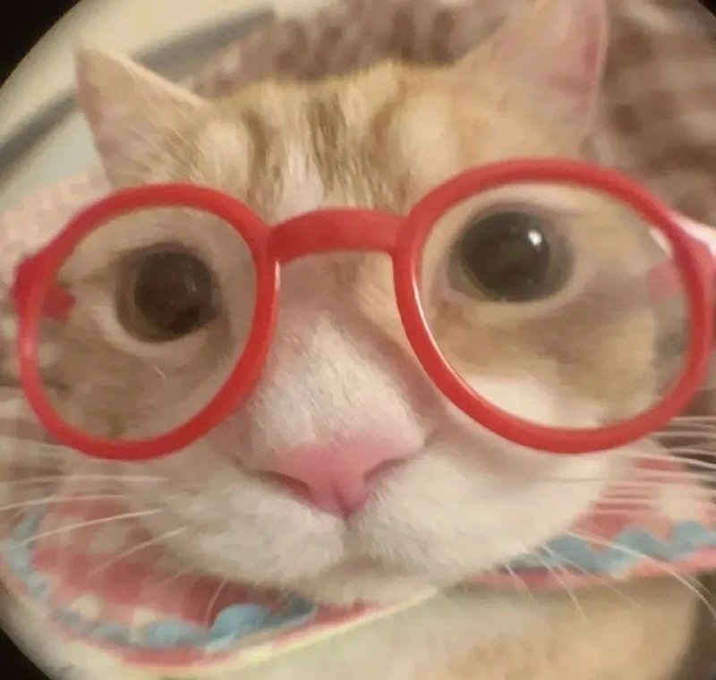 avatar đôi cute mèo 4