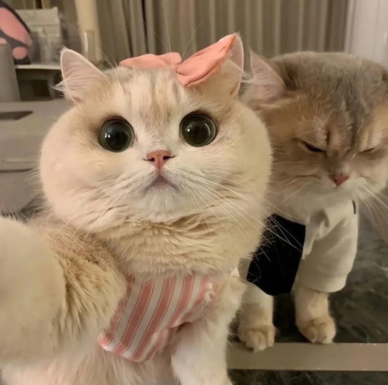 avatar đôi cute mèo 40